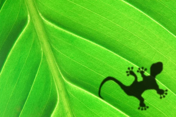 녹색 정글 잎 및 게 코 — 스톡 사진