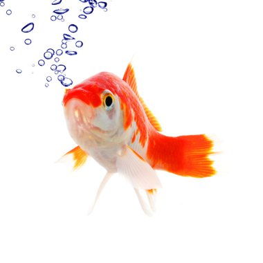 Goldfish and bubbles clipart