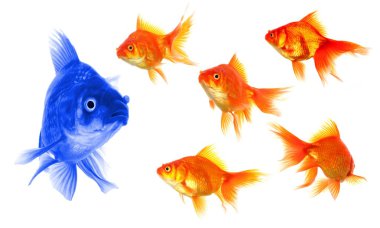 Goldfish clipart