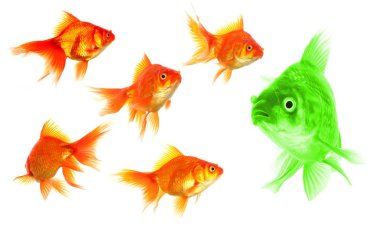 Individual goldfish clipart