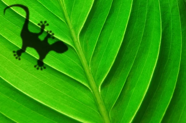 Gecko árnyék a levél — Stock Fotó