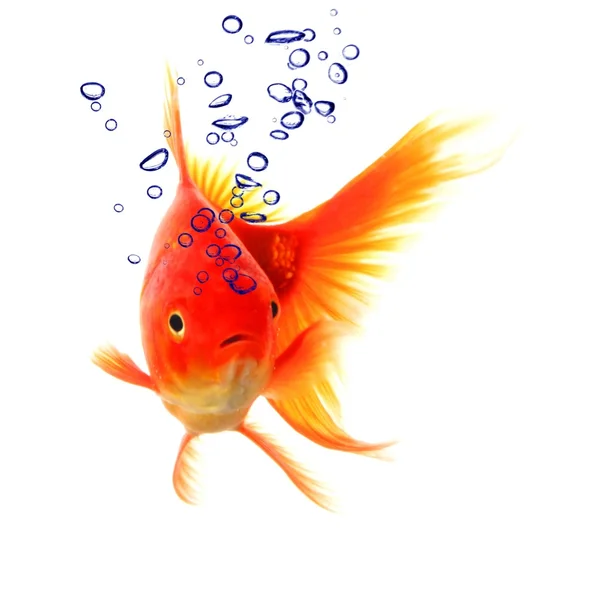 Золотая рыбка и пузыри — стоковое фото