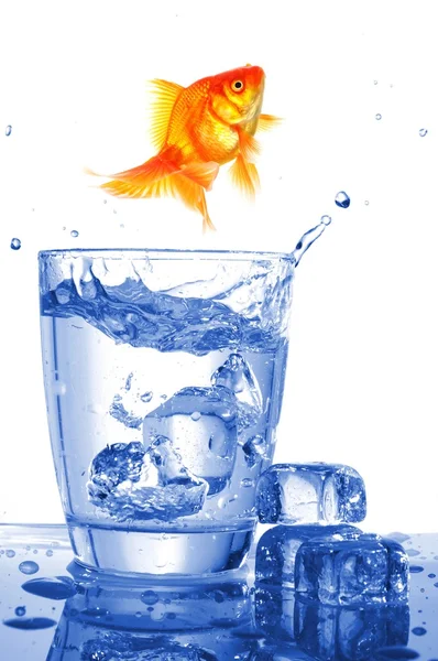 Peixe-dourado em água de vidro — Fotografia de Stock
