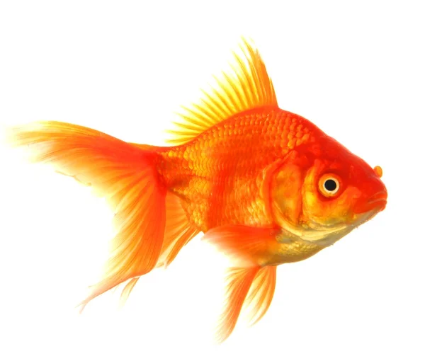 Золотая рыбка — стоковое фото