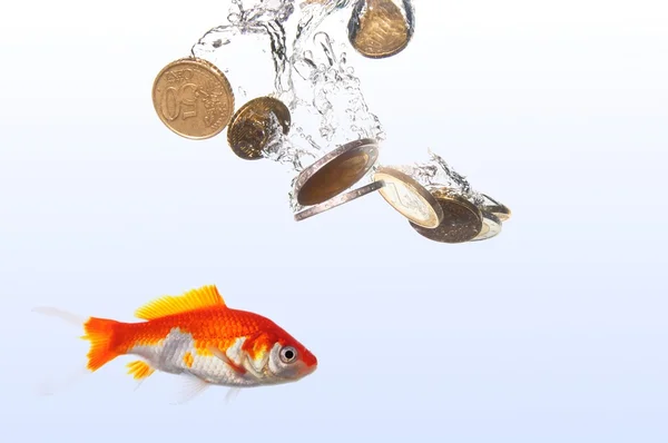 Goldfish e dinheiro — Fotografia de Stock