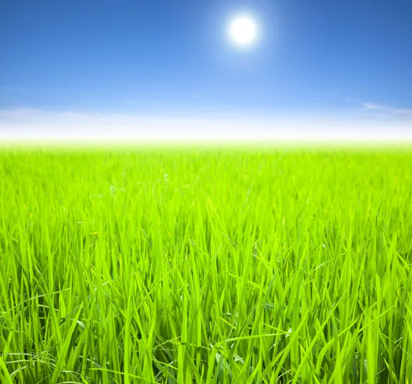 Campo de arroz verde na manhã de verão — Fotografia de Stock