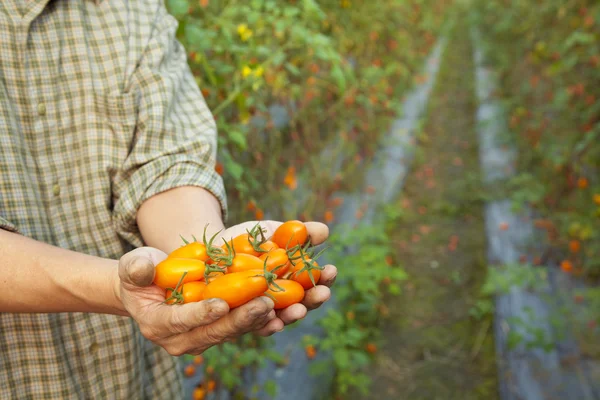 Mano del agricultor sosteniendo tomate — Foto de Stock