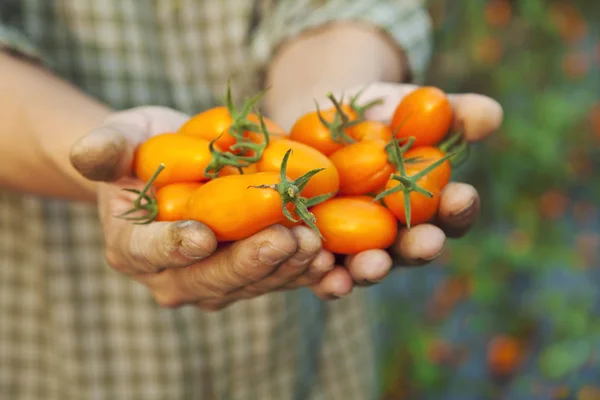Mano de agricultor holding Nuevas variedades de tomate — Foto de Stock