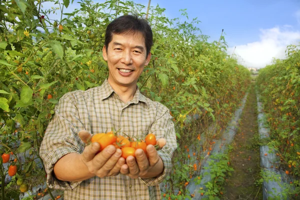 Granjero asiático sosteniendo tomate en su granja — Foto de Stock