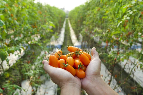 Mano del agricultor sosteniendo tomate fresco —  Fotos de Stock