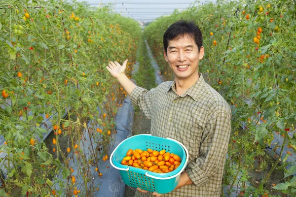 Exitoso granjero asiático sosteniendo tomate en su granja — Foto de Stock