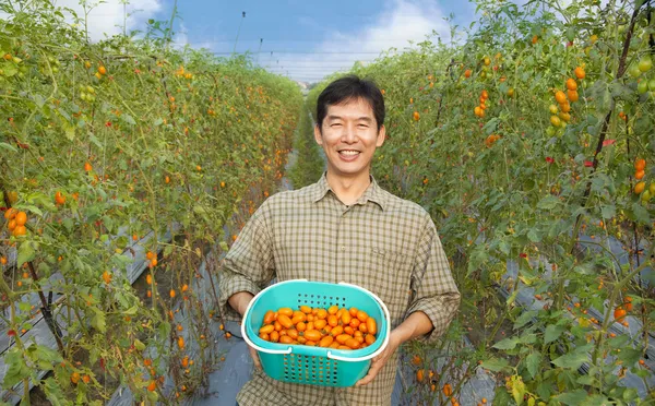 Orta yaşlı mutlu Asyalı çiftçi domates çiftliğinde holding — Stok fotoğraf