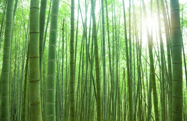 Zielony las bambusowy ze światłem słonecznym — Zdjęcie stockowe