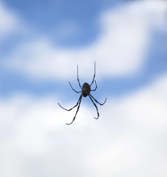 Павук в повітрі з хмарним фоном — стокове фото