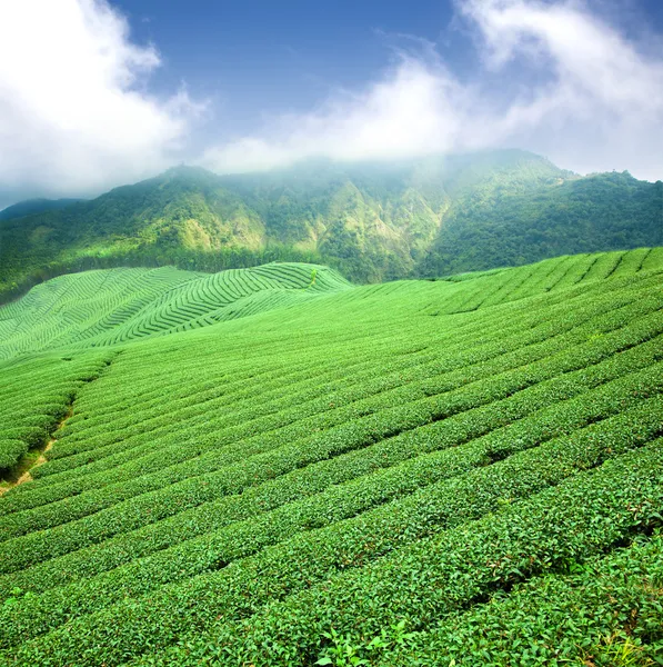 Grüne Teeplantage mit Wolke in Asien lizenzfreie Stockfotos