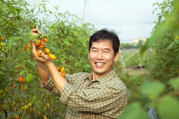 Középkorú ázsiai gazdálkodó a paradicsom a farmon — Stock Fotó