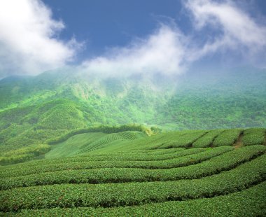 yüksek dağ Vadisi üzerinde çay plantasyon
