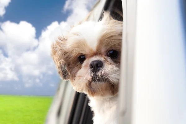 享受坐在车里的狗 — 图库照片