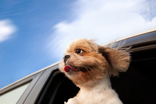 Σκυλί σε ένα παράθυρο του αυτοκινήτου και να απολαύσετε οδικό ταξίδι — Φωτογραφία Αρχείου