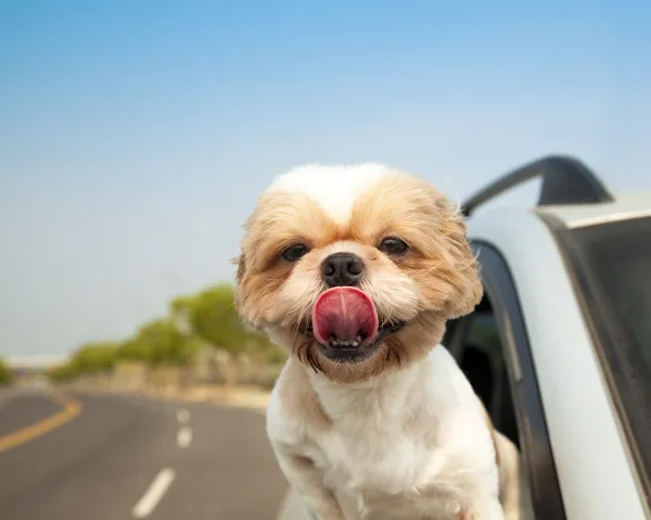 Ο σκύλος στο αυτοκίνητο. — Φωτογραφία Αρχείου