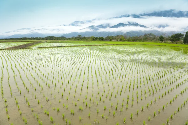 Tavaszi időben Ázsiában a zöld rizs mező — Stock Fotó