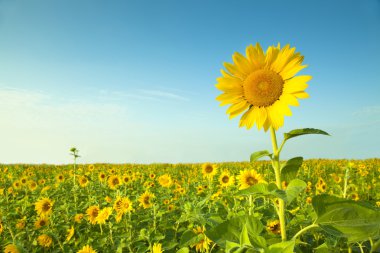 Sunflower field clipart