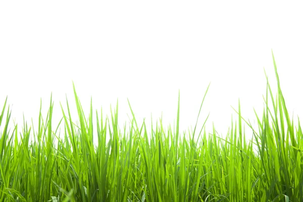 白に隔離された新鮮な緑の草 — ストック写真