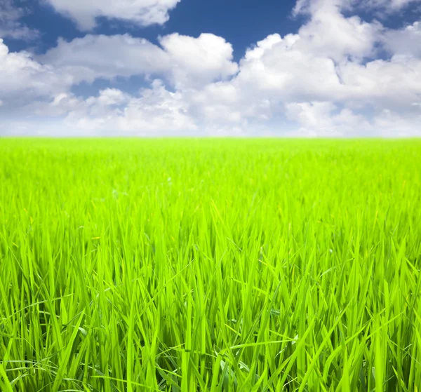 Campo di riso con sfondo nuvoloso in primavera — Foto Stock