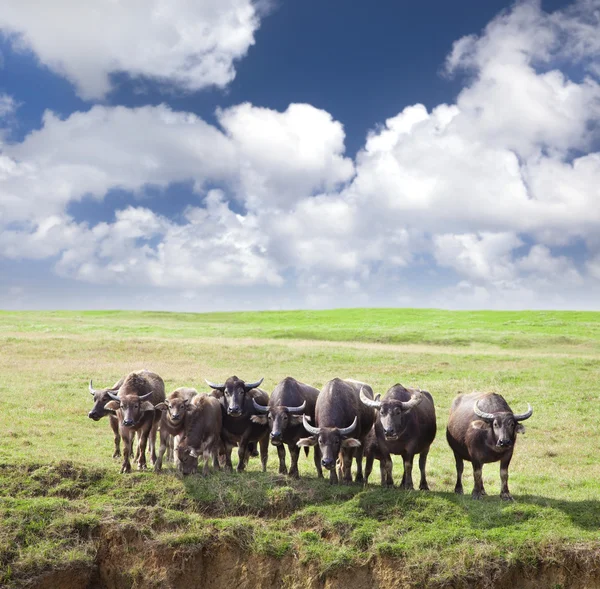 stock image Group of cows on green meadow with cloudy