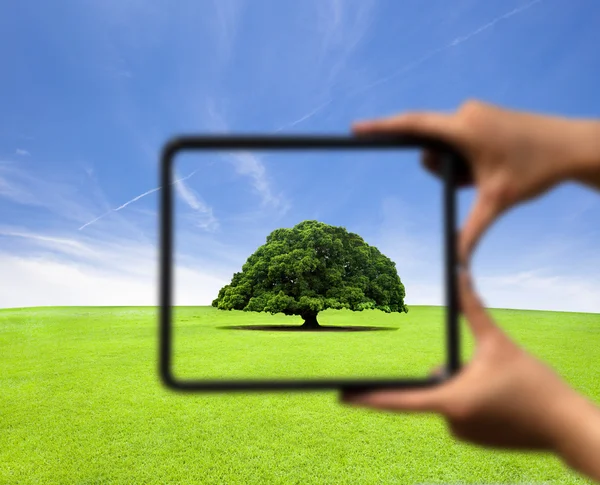 Hand holding frame and focus on the tree — Stock Photo, Image