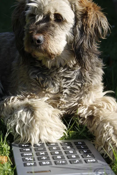 Hund med kalkylatorn Royaltyfria Stockbilder