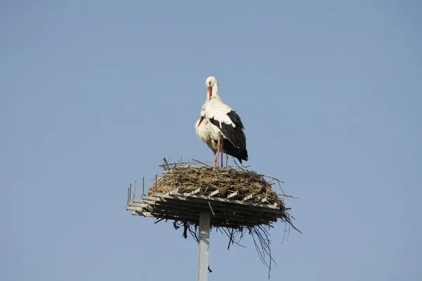 Ooievaar in het nest — Stockfoto