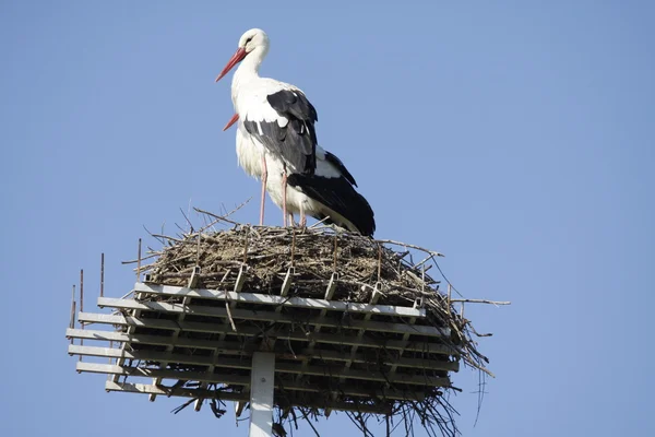 Reife Weißstörche im Nest — Stockfoto