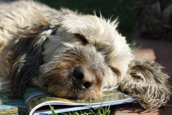 Cão cansado de ler — Fotografia de Stock