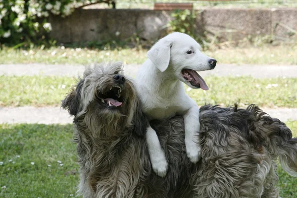 Powodu cani giocherelloni — Zdjęcie stockowe