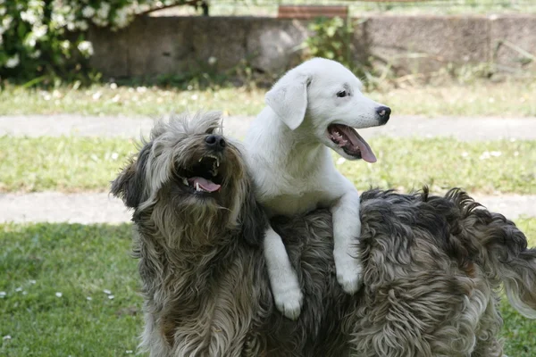 stock image Due cani giocherelloni