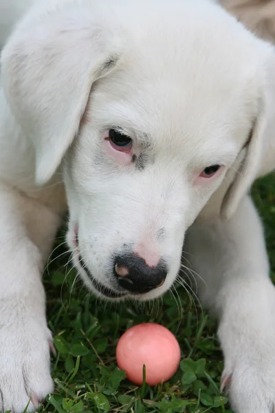 Cucciolo cana bianco con la pallina — Fotografia de Stock