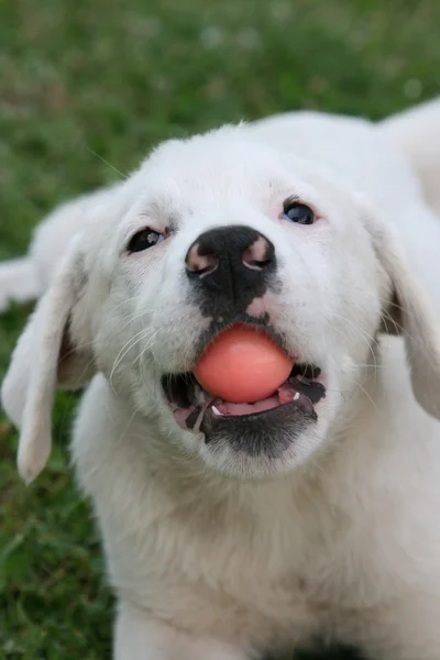 Cucciolo cana bianco con la pallina in bocca — Fotografia de Stock