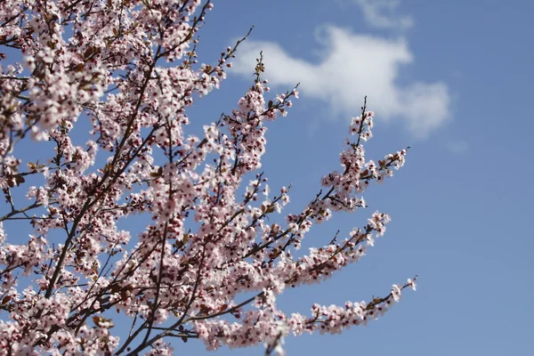 Peach flowers with sky background