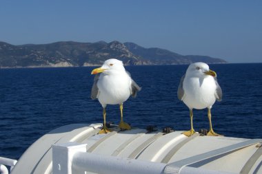 Coppia di gabbiani