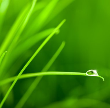 Water Drop on Grass Blade with Sparkle / copy space clipart