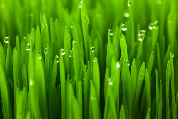 Hierba de trigo verde fresco con gotas de rocío / macro fondo — Foto de Stock