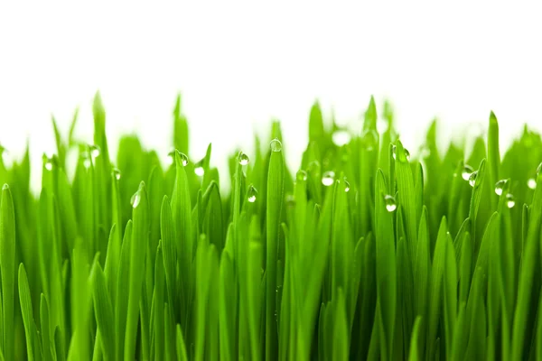 Świeży zielony pszenicy trawa z krople rosy / na białym tle biały z — Zdjęcie stockowe