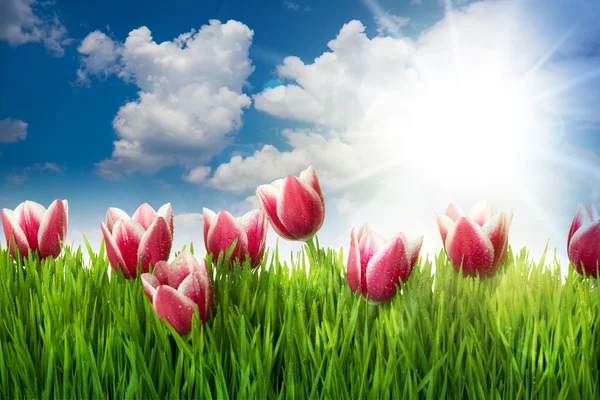 Hierba y flores de tulipán rosa contra el cielo azul y el sol — Foto de Stock