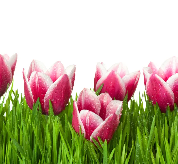 Свежие тюльпаны и зеленая трава с капельками росы / изолированные на белом — стоковое фото