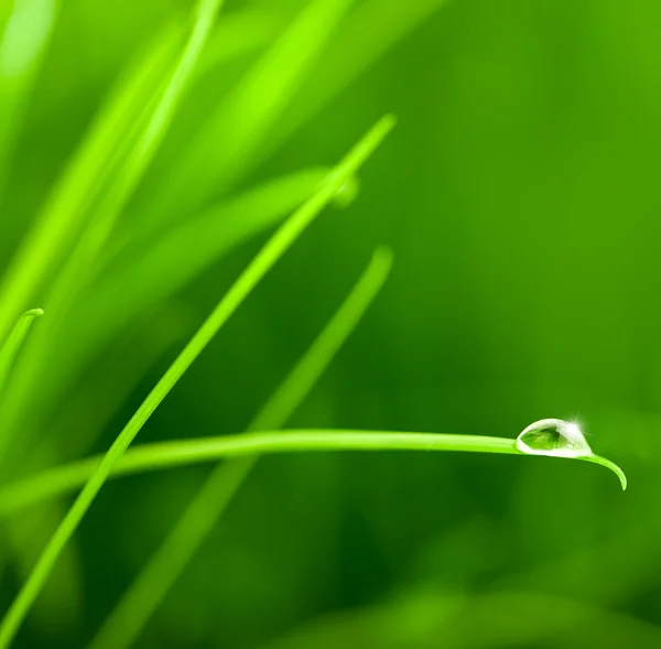 Gota de agua en la hoja de hierba con chispa / espacio de copia — Foto de Stock