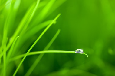 World into a Water Drop on Grass / with copy space clipart