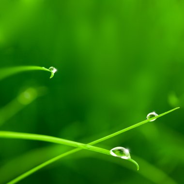 Water Drops on Grass with Sparkle / copy space clipart