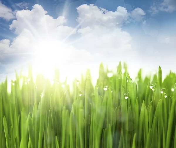 Sole, cielo ed erba con gocce / effetti di luce sfocati — Foto Stock