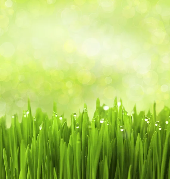 Grönt gräs med vatten droppar på abstrakt bokeh bakgrund — Stockfoto